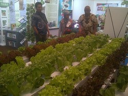 Kalah Dari Malaysia, Indonesia Belum Kembangkan Sistem Tanam Hidroponik