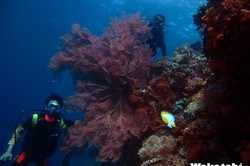Ini Kata Menparekraf Soal Diving di Buton & Wakatobi