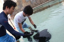 Berenang di Kolam Renang Penuh Ikan Pari, Cuma di Singapura