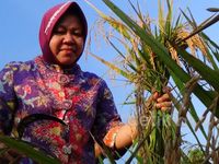 Risma Panen Padi