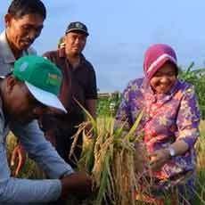 Panen Raya Padi di Pakal, Risma: Saya Ingin Warga Jadi Juragan