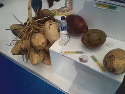 Bisnis Kelapa Kopyor, 10 Kali Lebih Mahal Dari Kelapa Biasa