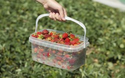 Bawa Strawberry, Pria Penderita Diabetes Ini Dikeluarkan dari Bioskop