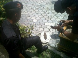 Asyik Gali Lahan untuk Tanam Palawija, Usril Malah Temukan Mortir