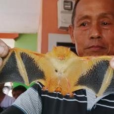 Warga Probolinggo Tangkap Kelelawar Diduga Hewan Pesugihan