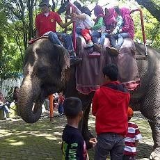 Libur Nyepi, Pengunjung Kebun Binatang Surabaya Membludak