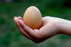 Salah Satu Cara Hindari Tokso: Cuci Telur Sebelum Disimpan di Kulkas
