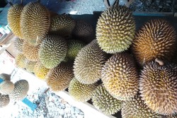 Surga Durian Ada di Pantai Talise, Palu