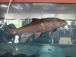 Dua Nelayan Langkat Tangkap Ikan Jurung Jumbo Seberat 15 Kg