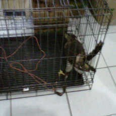 Sindikat Penjualan Satwa Liar Diamankan Polres Jember