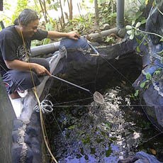 Mengintip Peternakan Lintah Milik Asep di Wonokromo