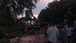 Pohon Tumbang Masih Melintang di Jl Raya Pasar Minggu, Macet Parah Terjadi