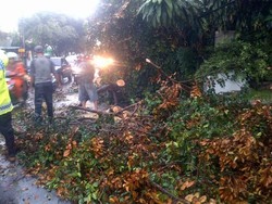 Pohon Tumbang di Jl Ampera Raya Timpa Pemotor yang Melintas