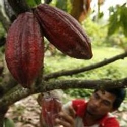 Biji Kakao Impor Diusulkan Bebas Bea Masuk