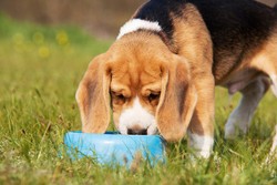 Jangan Berikan Teh dan Jus Alpukat pada Hewan Peliharaan (1)