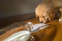 Jangan Berikan Teh dan Jus Alpukat pada Hewan Peliharaan (2)