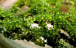 Umi Budo, Kaviar Hijau yang Jadi Rahasia Sehat Orang Okinawa