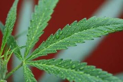 Perusahaan Ini Dapat Modal Buat Beli Ganja, Sahamnya Langsung Naik