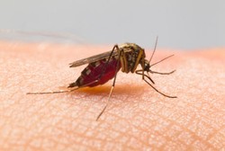 Ini Sebabnya Indonesia Timur Masih Jadi Wilayah Endemis Tinggi Malaria