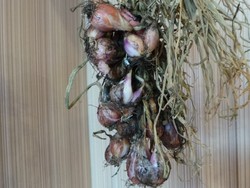 Kisah Bawang yang Konon Hanya Tumbuh di Palu