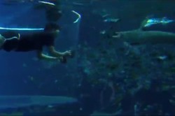 Indra Bekti Rasakan Sensasi Melihat Hiu Dari Dekat