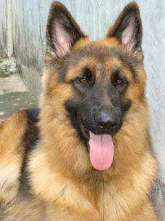 TPS Prabowo Dijaga 2 Anjing Pelacak dari Polda Jabar