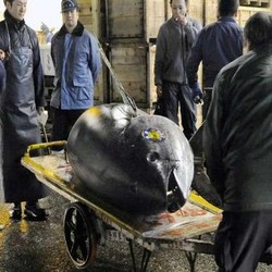 Ambil dari Laut RI, Thailand Jadi Raja Eksportir Tuna di Dunia