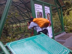 Kantong Semar di Indonesia Terancam Punah Akibat Perdagangan Liar