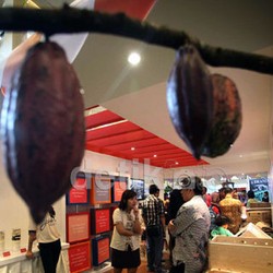 Bea Masuk 0%, Tapi Impor Kakao Dibatasi 100 Ribu Ton