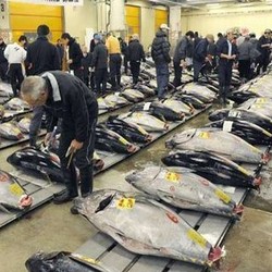 4 Fakta Unik Ikan Tuna di Indonesia