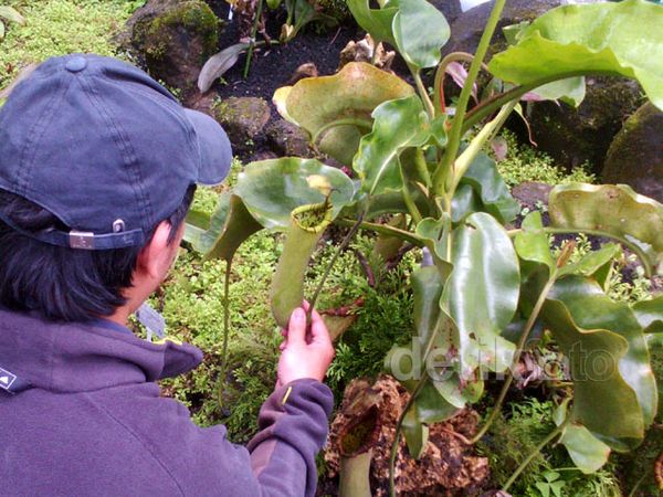 Melihat Kantong Semar di Kebon Raya Cibodas