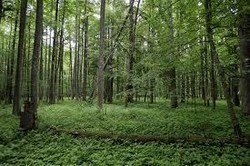 Pemegang Izin Hutan Rakyat di Indonesia Tumbuh Pesat