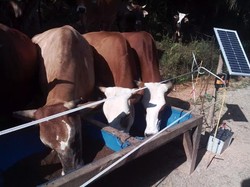 Impor Sapi Masih Rendah, Kemendag Siap Investigasi