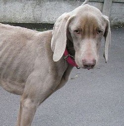 Bikin Anjingnya Jadi Tengkorak Berjalan, Pasangan di Inggris Dihukum