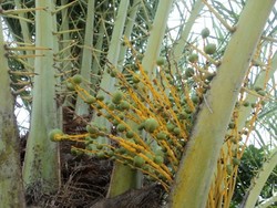 Unik, Kurma Berbuah di Masjid Agung Al Makmur Banda Aceh