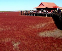 Aneh Bin Ajaib, Pesisir Pantai China Berwarna Merah!