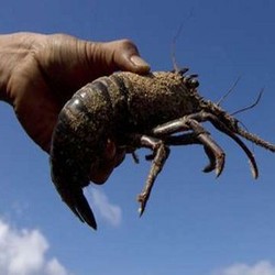 Cerita Mari Elka: Berkat Susi Air, Nelayan Pangandaran Jual Lobster Rp 1 Juta/Ekor