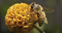 Mana Bagian Tubuh Tersakit Saat Disengat Lebah: Testis, Penis, Atau Hidung?