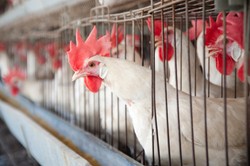 112.000 Ayam Dimusnahkan di Jepang Setelah Terdeteksi Flu Burung