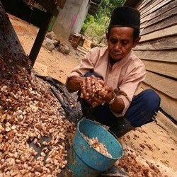 Produksi Kakao RI Terus Merosot Selama 8 Tahun Terakhir