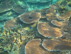 Membuktikan Pesona Surga Kepulauan Anambas