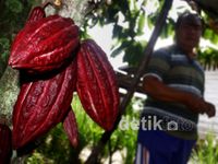 Biji Kakao Impor Ancam Petani Coklat