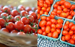 Tomat Ceri dan Tomat Anggur, Tomat Mungil untuk Camilan Menyehatkan