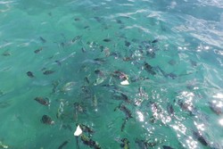 Libur Panjang di Lampung, Dihibur Ikan Narsis di Tanjung Putus