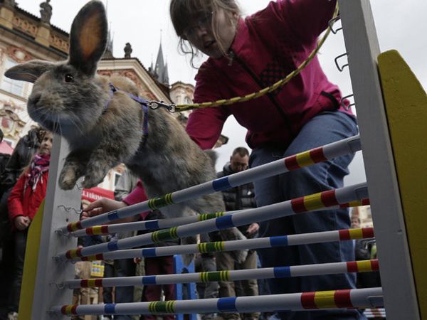 Lomba Ketangkasan Kelinci