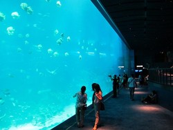 6 Cara Maksimal Liburan ke Tempat Wisata Akuarium