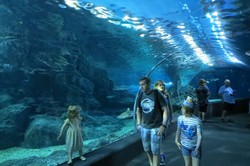 Akuarium, Siap-siap Terhipnosis di Dunia Bawah Air