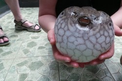 Aneka Koleksi Ikan Aneh di Dunia Air Tawar TMII