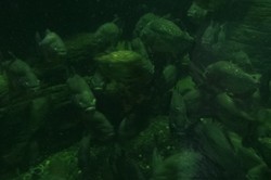 Sadisnya Serangan Piranha di TMII