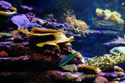 Siapa Sangka, Afrika Punya Akuarium Sekeren Ini